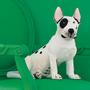 Chien