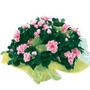 Fleurs fra�ches de saison