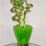 Plante d'interieur