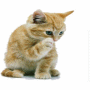 Chat