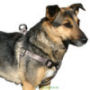 Chien