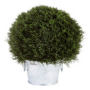 Plante d'extrieur