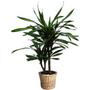 Plante d'intrieur