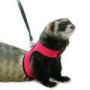 Produits pour furet